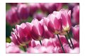 Tulpen M 14